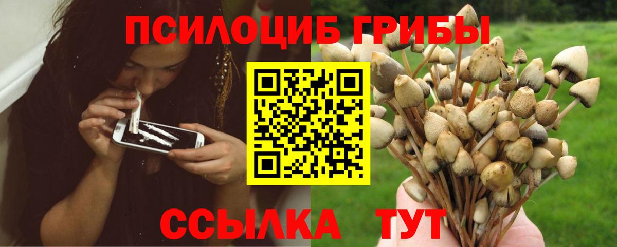 Псилоцибиновые грибы прущие грибы Богданович
